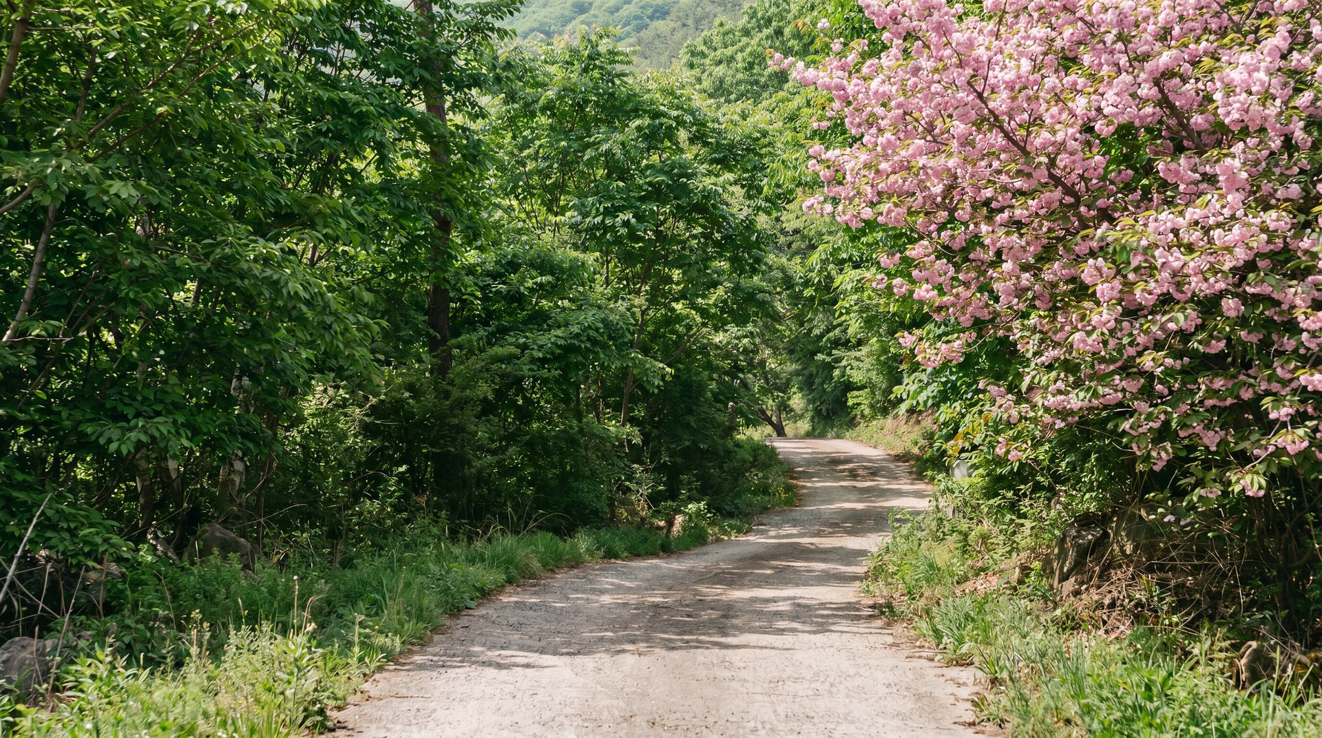 산책로